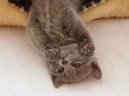 Kartouzsk� ko�ka, �artr�z