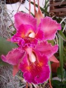 Pokojov� rostliny:  > Katleja (Cattleya)