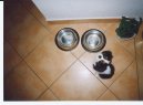 Fotky: Kaval�r King Charles �pan�l (foto, obrazky)