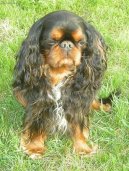 Fotky: Kaval�r King Charles �pan�l (foto, obrazky)