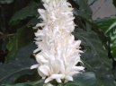 Pokojov� rostliny:  > K�vovn�k (Coffea)