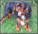 Fotky: King Charles �pan�l (foto, obrazky)