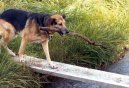 :  > Kladina (b�evno)