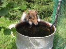 Kolie dlouhosrst�