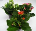 Pokojov� rostliny:  > Kolopejka (Kalanchoe)