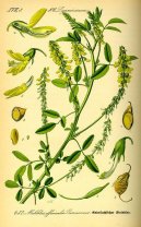 Pokojov� rostliny:  > Komonice L�ka�sk� (Melilotus officinalis)