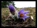Pokojov� rostliny:  > Koniklec Obecn� (Pulsatilla vulgaris)