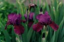 :  > Kosatec n�zk� (Iris)
