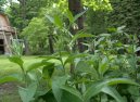 Kostival L�ka�sk�
