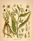 :  > Kostival L�ka�sk� (Symphytum officinale L)