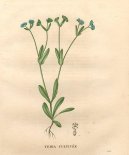 :  > Kozl��ek poln�, Poln��ek (Valerianella locusta Betche L.)