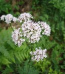 Kozl�k L�ka�sk�