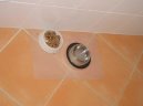 :  > Krmen� ko�ek (Good feeding)