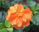 Krosandra, t�epenitka