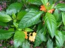Krosandra, t�epenitka