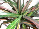 Pokojov� rostliny:  > Kroton, obojan (Codieum variegatum pictum)