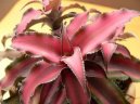 Pokojov� rostliny:  > Kryptantus (Cryptanthus)