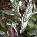 Pokojov� rostliny:  > Ktenante (Ctenanthe)