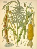 Pokojov� rostliny:  > Kuku�ice Set� (Zea mays)