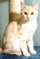 Kurilsk� bobtail kr�tkosrts�