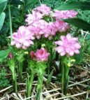 Pokojov� rostliny:  > Kurkuma (Curcuma)