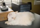 Kymersk� ko�ka