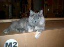 :  > Kymersk� ko�ka (Cymric Cat)