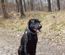 Fotky: Labradorsk� retr�vr (foto, obrazky)