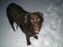 Fotky: Labradorsk� retr�vr (foto, obrazky)