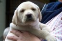 Fotky: Labradorsk� retr�vr (foto, obrazky)