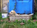 Labradorsk� retr�vr