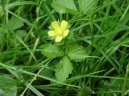Pokojov� rostliny:  > Lesn� jahody, jahodn�k (Duchesnea indica)