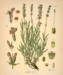 Pokojov� rostliny:  > Levandule L�ka�sk� (Lavandula angustifolia)