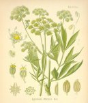 Pokojov� rostliny:  > Libe�ek l�ka�sk� (Levisticum, officinale Koch)