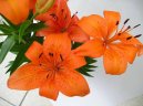 Pokojov� rostliny:  > Lilie (Lilium)