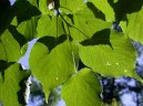 L�pa Evropsk�