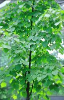 L�pa Evropsk�