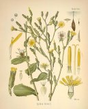 Pokojov� rostliny:  > Locika Jedovat� (Lactuca virosa)