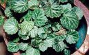 Pokojov� rostliny:  > Lomik�men v�b�kat� (Saxifraga stolonifera)