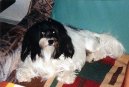 Petit chien lion, Lv��ek