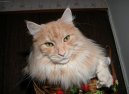 Fotky: Mainsk� m�val� ko�ka (foto, obrazky)