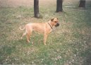 Fotky: Malorsk� doga (foto, obrazky)