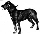 :  > Malorsk� ov��k (Perro de Pastor Mallorquin, Majorca Shepherd Dog)