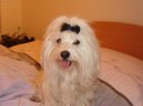 Fotky: Malt�z��ek, Malt�zsk� ps�k (foto, obrazky)