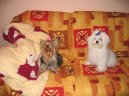 Fotky: Malt�z��ek, Malt�zsk� ps�k (foto, obrazky)