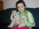 Fotky: Malt�z��ek, Malt�zsk� ps�k (foto, obrazky)