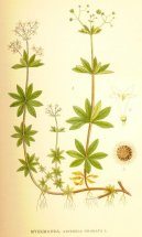 :  > Ma�inka Vonn� (Asperula odorata L.)