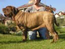 Neapolsk� mastin