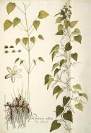 :  > Mexick� Divoce Rostouc� Jam (Dioscorea villosa L.)