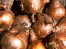 :  > Mno�en� rostlin (propagate)